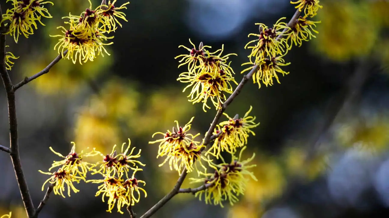 witch hazel